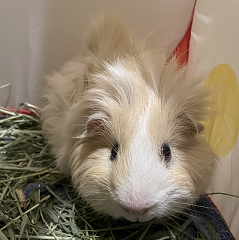 Come to visit our beautiful piggy - Holly