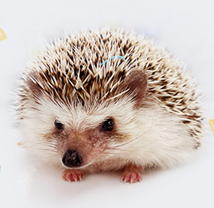 Our hedgehog, Hazel, has been adopted