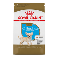 RC BHN Chihuahua Puppy 2.5 lb