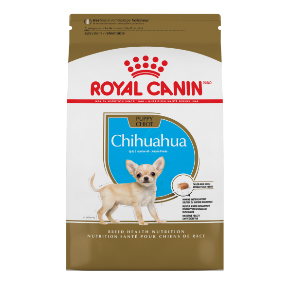 RC BHN Chihuahua Puppy 2.5 lb